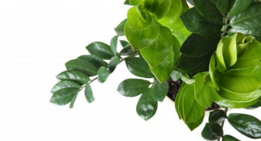 Populární znamení a pověry o zamiokulkas - kdo smí držet květinu